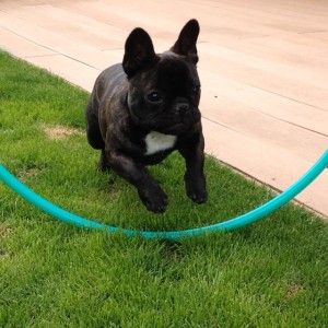 Ace, de Franse Bulldog