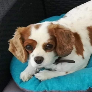 Ad&egrave;le, de Cavalier King Charles Epagneul