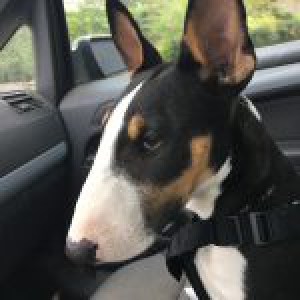 A&iuml;ko, de Bull Terrier