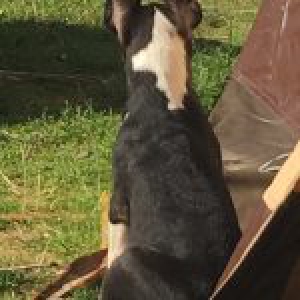 A&iuml;ko, de Bull Terrier