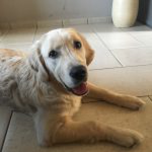 Aiko, de Golden Retriever