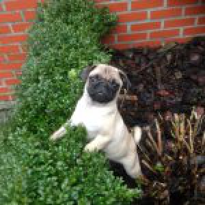 A&iuml;ko, de Mopshond