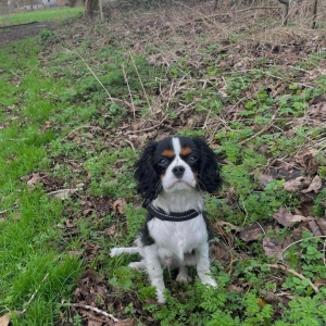 Albert, de Cavalier King Charles Epagneul