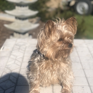 Ayka, de Yorkshire