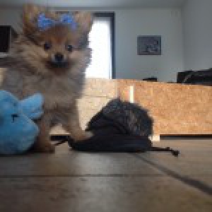 Aza&eacute;, le Spitz Nain