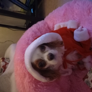 Bailey, de Cavalier King Charles Spani&euml;l