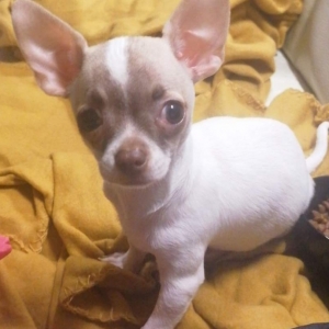 Bailey, de Chihuahua