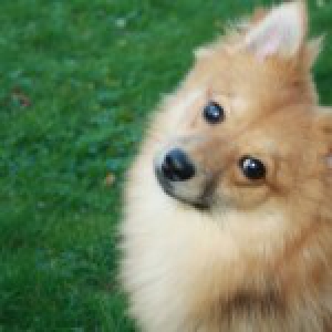 Bailey, de dwergkees