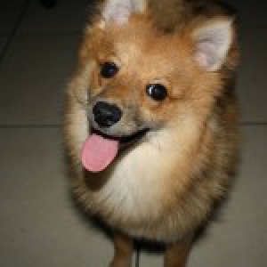 Bailey, de dwergkees