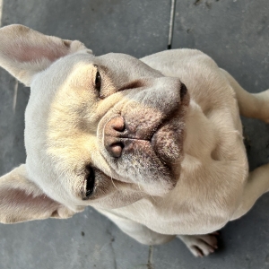 Bailey, de Franse Bulldog
