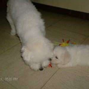 Balou en Perluutje, de Bichon Fris&eacute;es