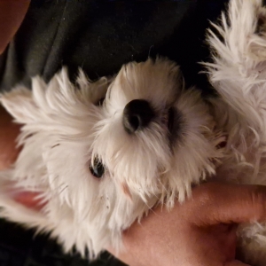 Bamboo, de West Highland White Terri&euml;r (Westie)