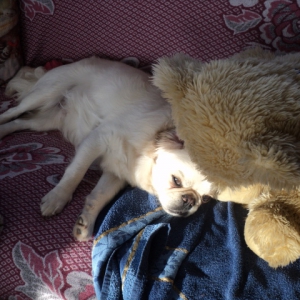 Barry, de Tibetaanse Spani&euml;l