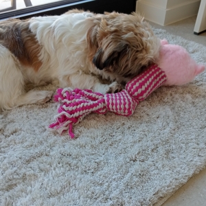 Bas, de Shih Tzu