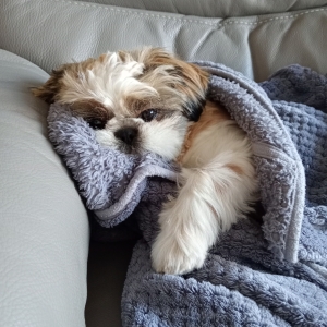 Bas, de Shih Tzu