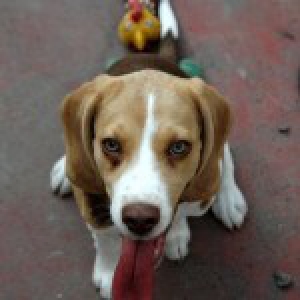 Bas, onze Beagle