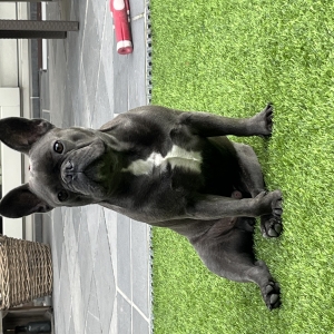 Basil, de Franse Bulldog