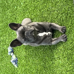 Basil, de Franse Bulldog