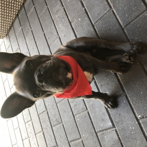 Basil, de Franse Bulldog