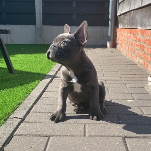 Basil, de Franse Bulldog