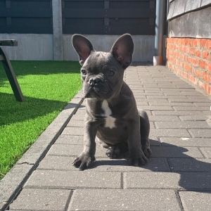 Basil, de Franse Bulldog