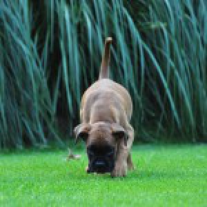 Baziel, de Boxer