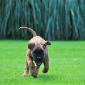 Baziel, de Boxer