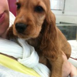 Beau, de Engelse Cocker