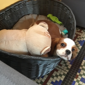 Bella, le Cavalier King Charles Epagneul