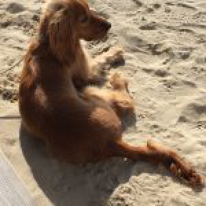 Bella, le Cocker Anglais