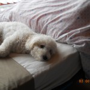 Benji, de Bichon Fris&eacute;