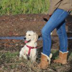 Benji, le Golden Retriever