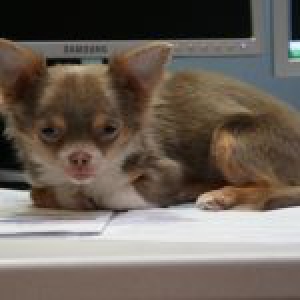 Benji, notre Chihuahua