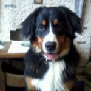 Bernard, de Berner Sennen