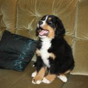 Bernard, de Berner Sennen