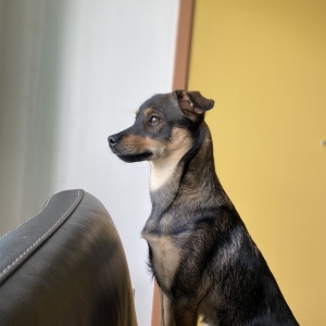 Billy, de Zeer leuke kruisingen