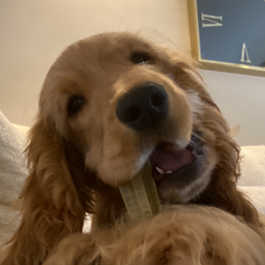 Binky, de Engelse Cocker Spani&euml;l
