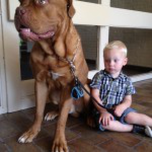 Blayze, de Bordeaux Dog