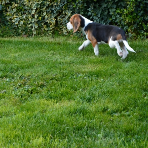 Blue, le Beagle