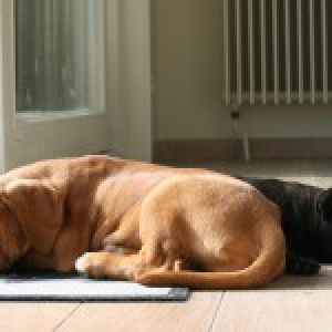Bo & A&iuml;ko, de Mops en Bordeaux Dog