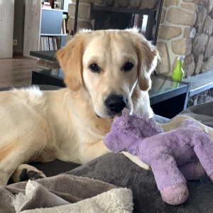 Bob, de Golden Retriever