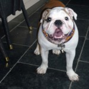 Bollie, de Engelse Bulldog