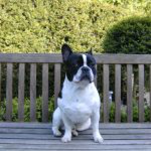 Bono, de Franse Bulldog