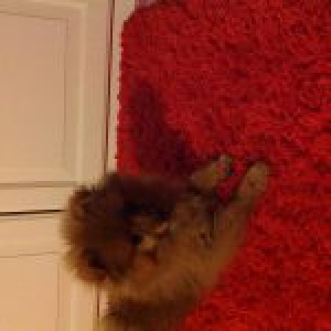 Boo, le Loulou de Pom&eacute;ranie