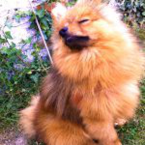 Boo, le Loulou de Pom&eacute;ranie
