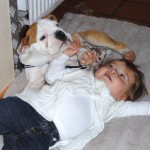 Bouledogue Anglais Oscar