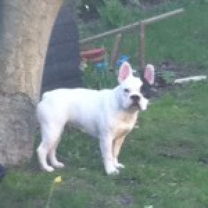 Bouledogue Fran&ccedil;ais Faya