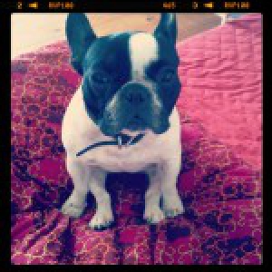 Bouledogue Fran&ccedil;ais Lula