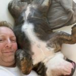 Bounty, le Bouledogue Anglais
