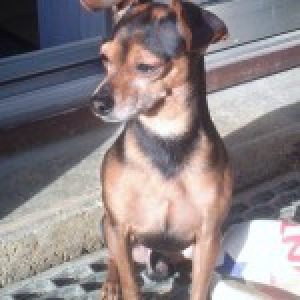 Boxy, le Pincer Nain